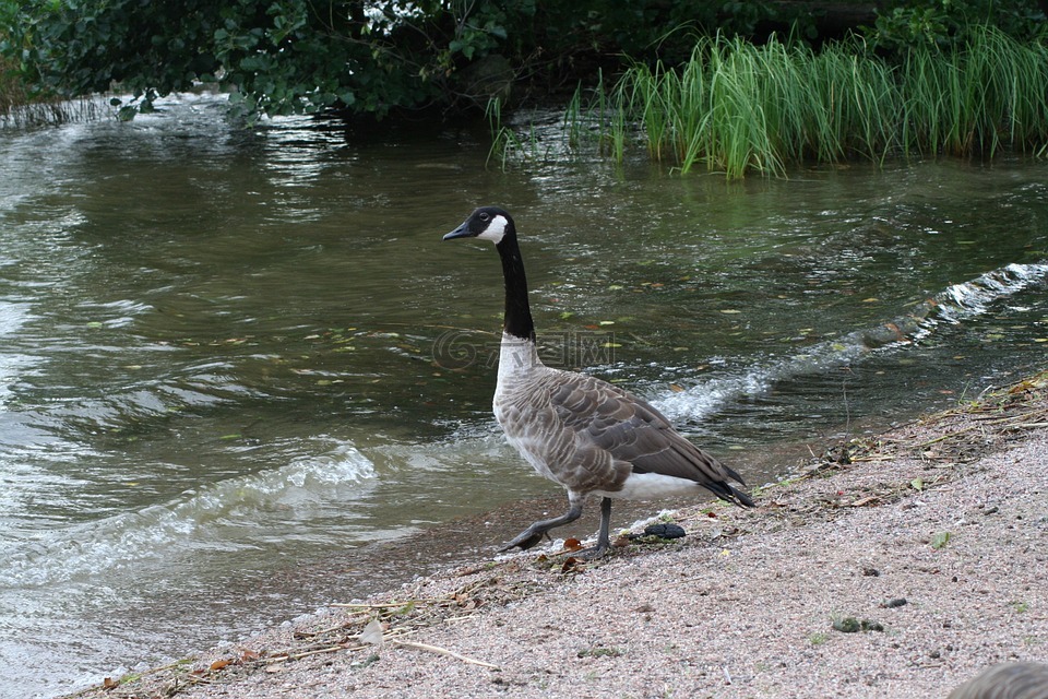branta,黃花,鳥