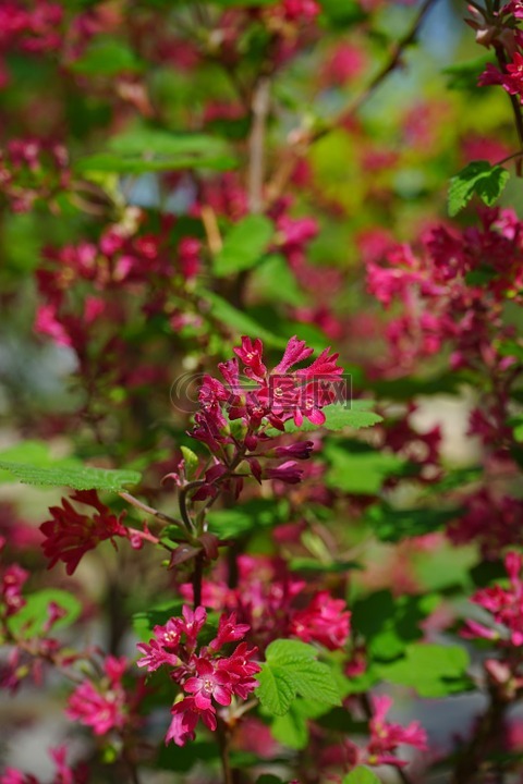 血醋栗,開(kāi)花,紅色