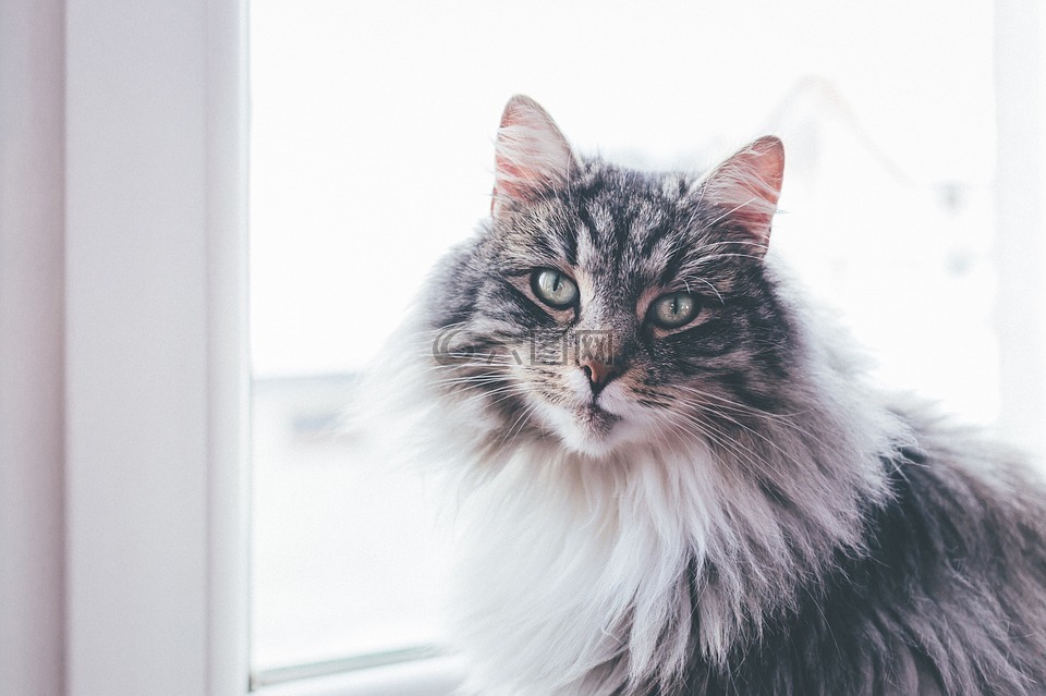 猫,动物,宠物