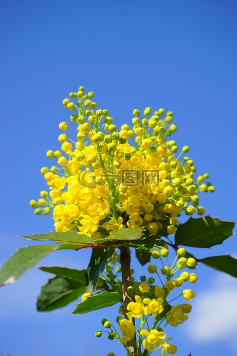 普通紅木,桃花心木,鮮花