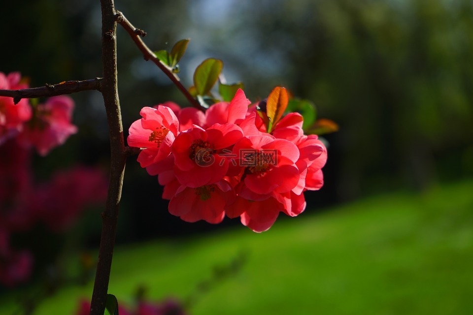 日本觀賞木瓜,鮮花,紅色