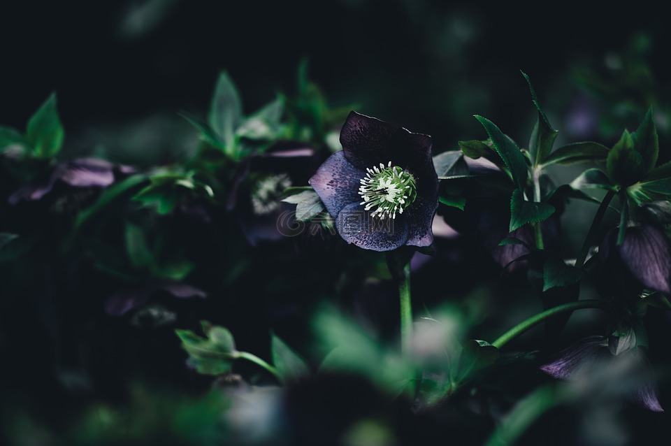 花,植物,自然