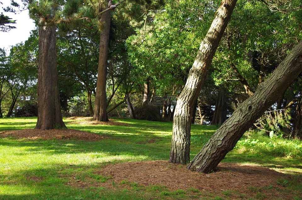 蘇特羅公園,舊金山,樹
