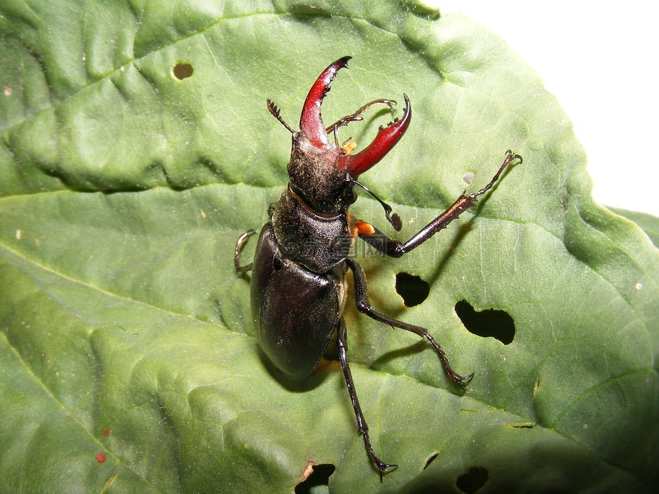 動(dòng)物野生動(dòng)物,昆蟲,雄鹿