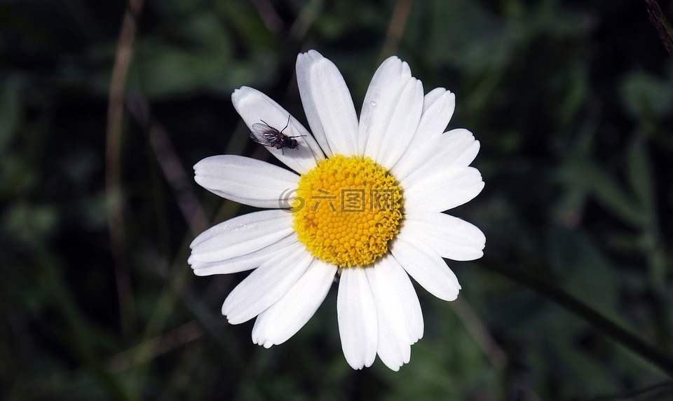 花,玛格丽特,普拉托