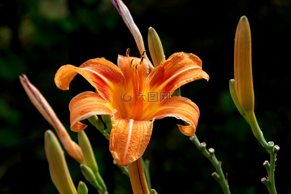 百合,花的,植物