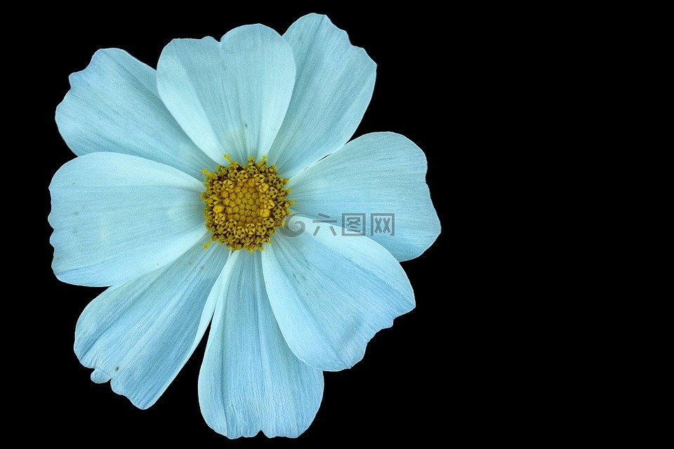 cosmea,開花,白
