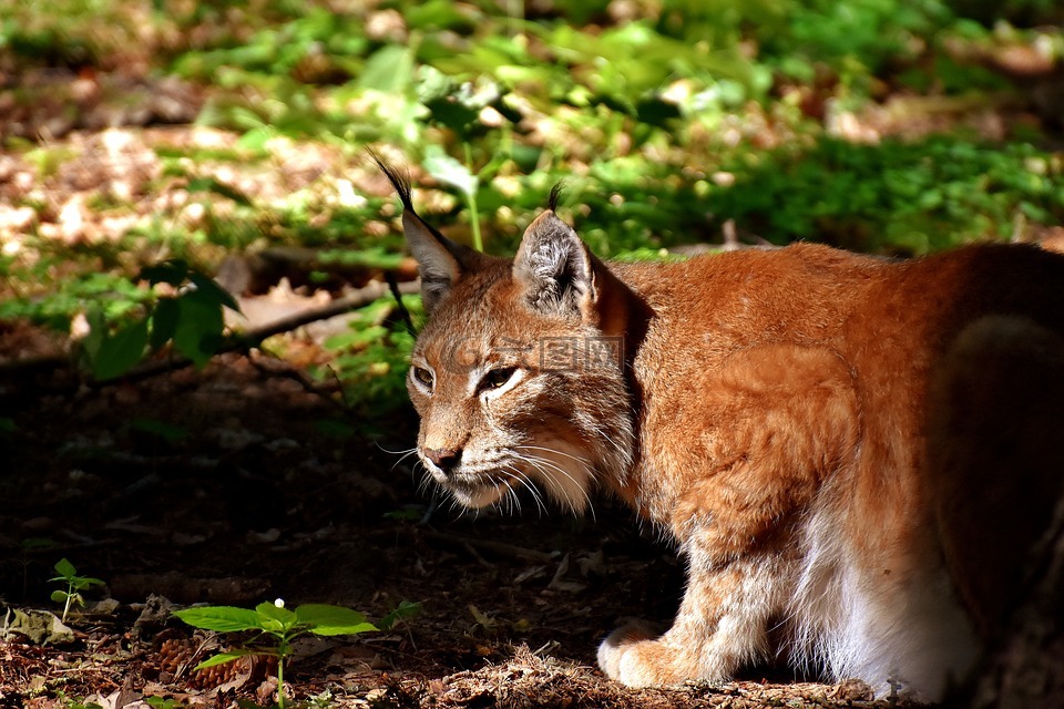 猞猁,野生动物,危险