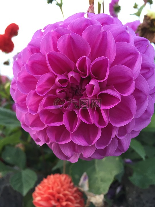 紫红色,紫色,花