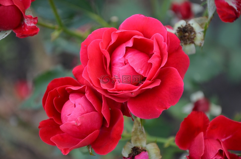 花,玫瑰,红色