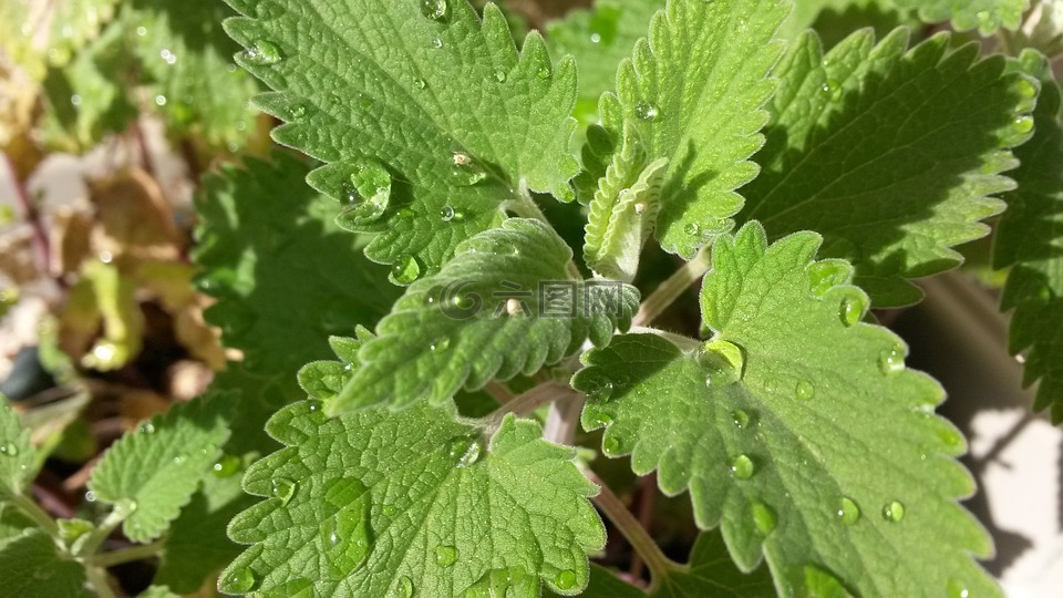 荊芥,貓薄荷,catmint