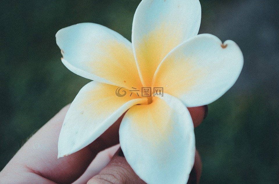 花,白,盛開