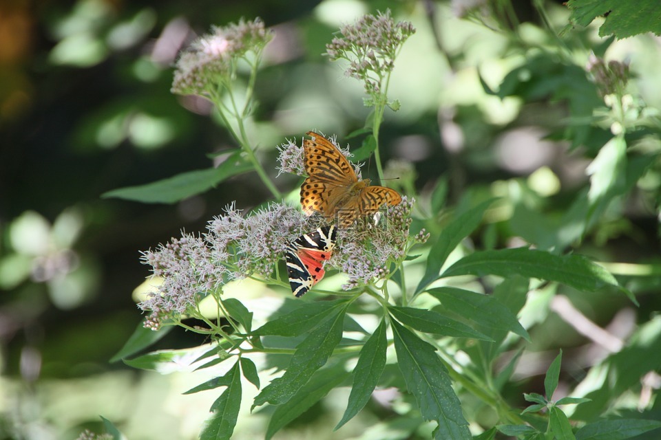 arctiidae,蝴蝶,cannabinum