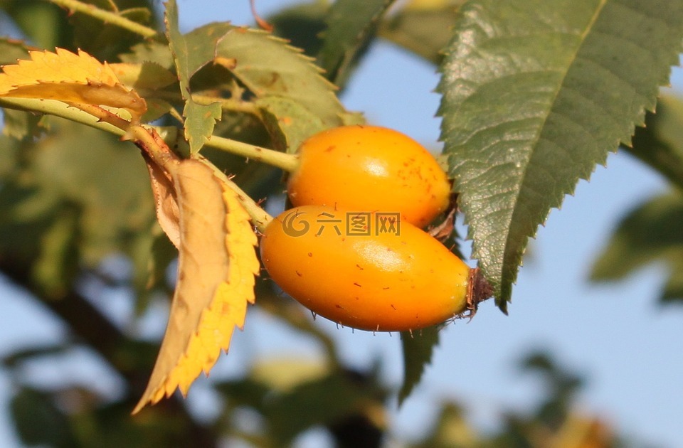 卡尼娜,水果,健康
