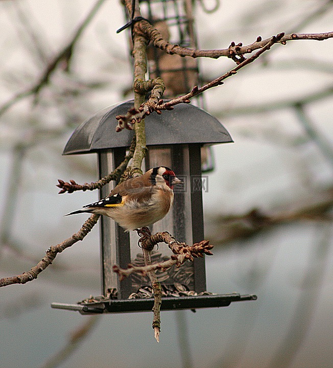 鳥,動物世界,goldfinch
