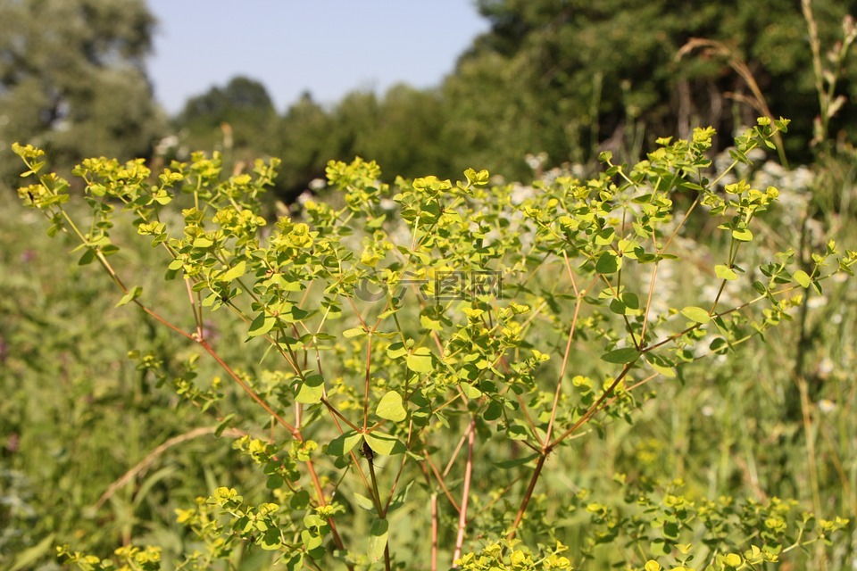 cyparissias,柏樹,大戟屬