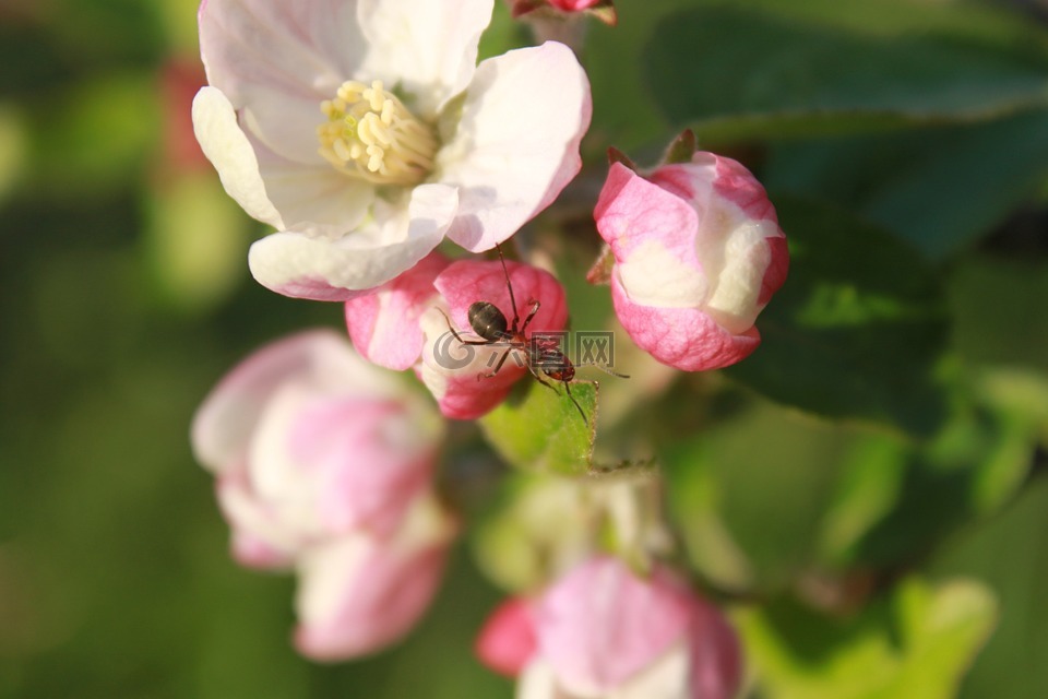 螞蟻,蘋(píng)果,開(kāi)花