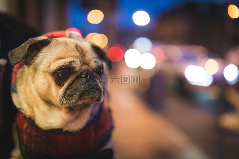 动物,狗,牛头犬