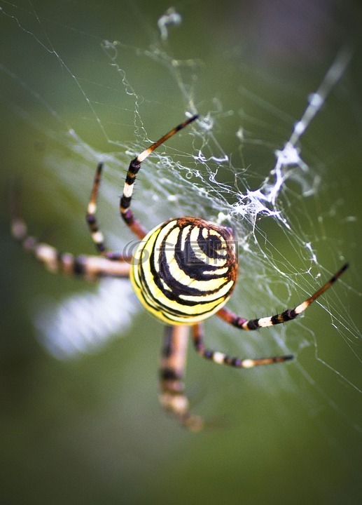 黃蜂蜘蛛,zebraspinne,虎蜘蛛