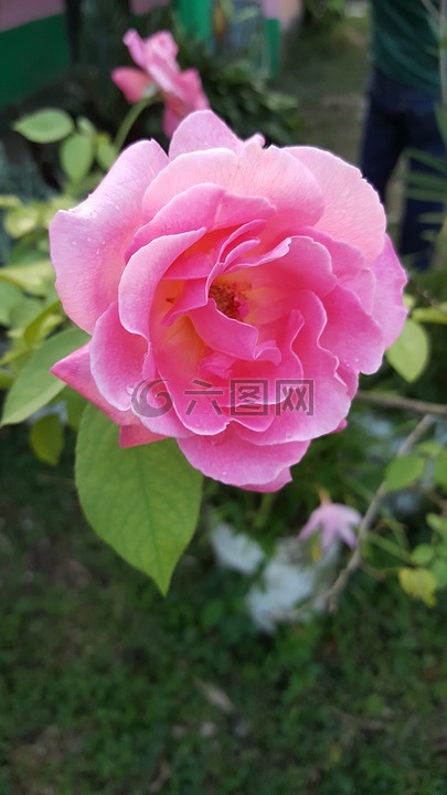 花,鲜花,罗莎