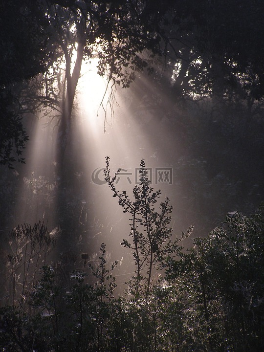 森林,性質(zhì),太陽(yáng)