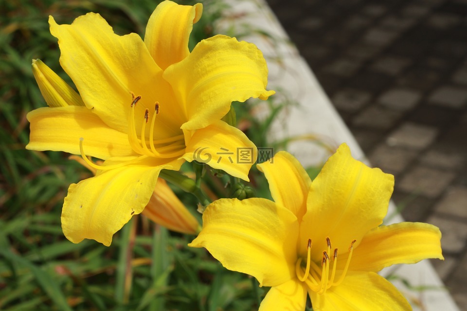 花卉,植物,黄色花