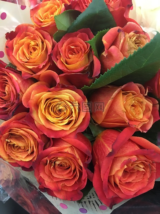 玫瑰,花,花的