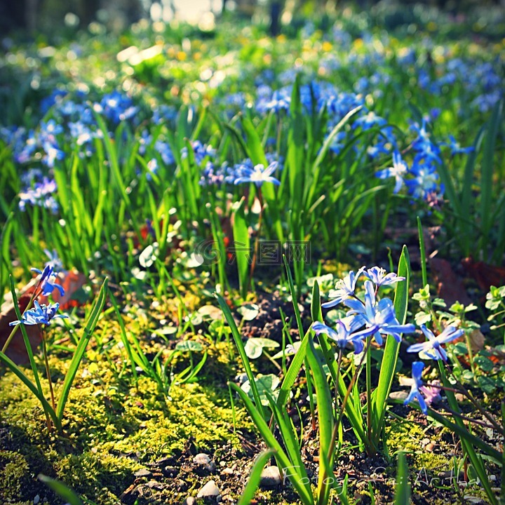 藍色,花卉,春天