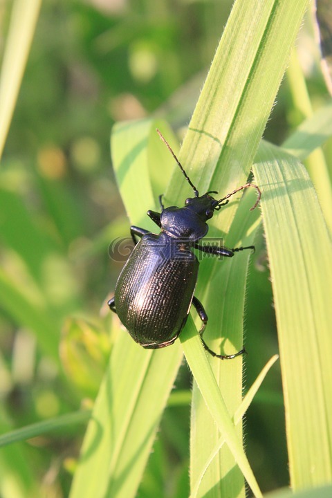 甲蟲,黑,calosoma