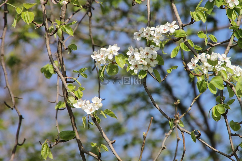 開(kāi)花,花,梨