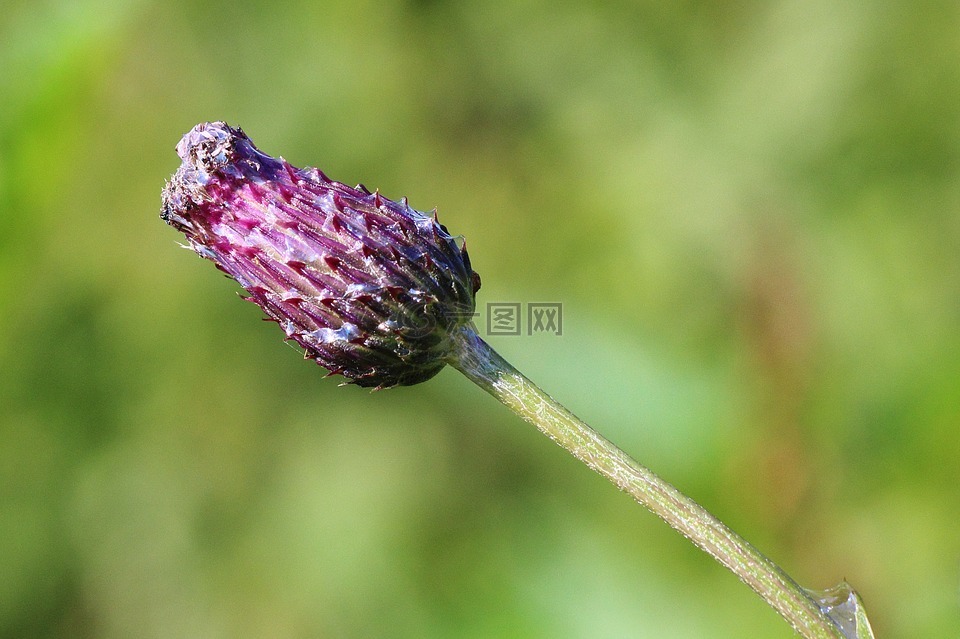 水飛薊花,芽,薊