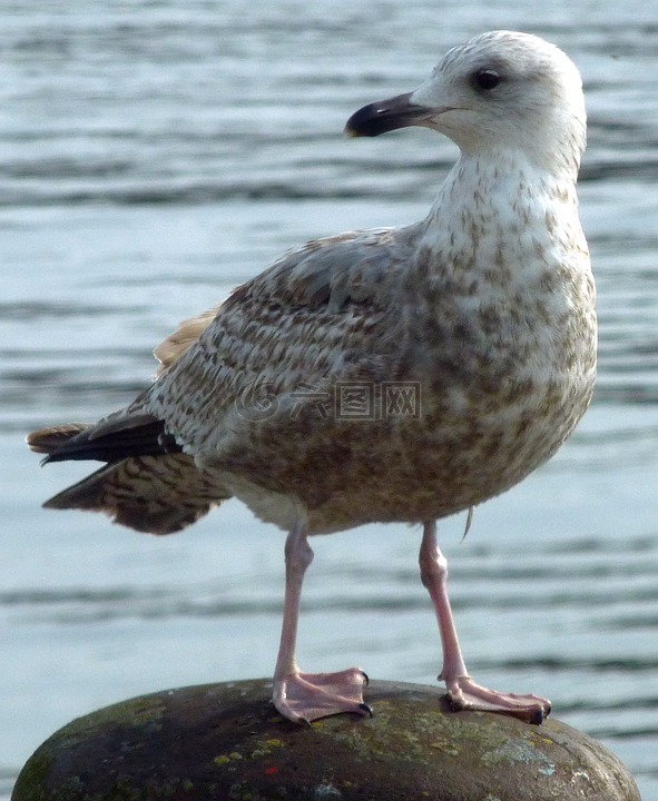賊鷗,stercorariidae,寶-喜歡