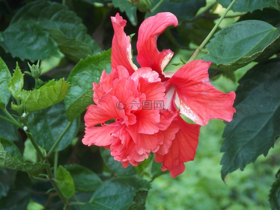 红色,槿,花