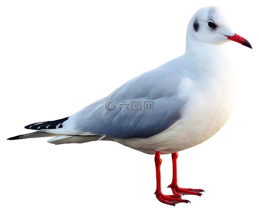 海鷗,鳥,動(dòng)物