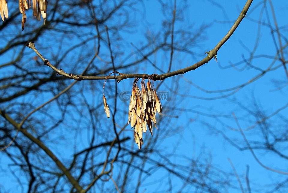 灰,樹(shù),分支