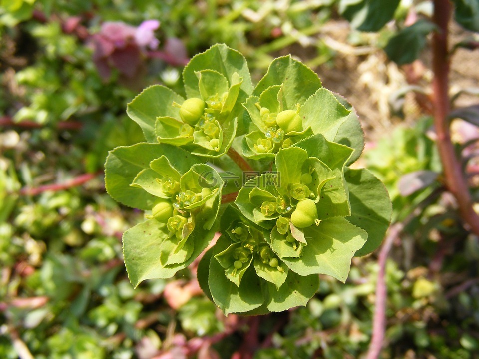 cyparissias,柏樹(shù),大戟屬
