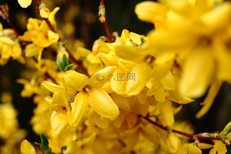 鲜花,春天,性质