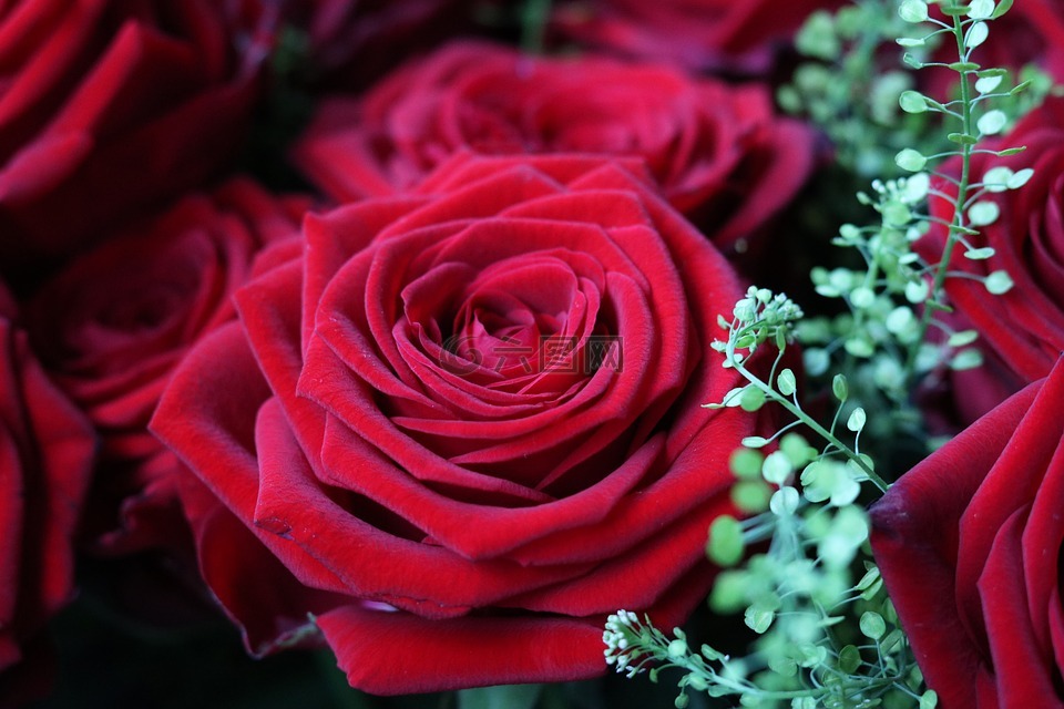 玫瑰,紅色,開(kāi)花