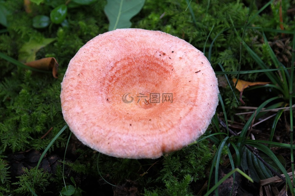 蘑菇,樺木 milchling,乳菇 torminosus