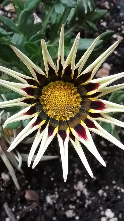 美,花,自然