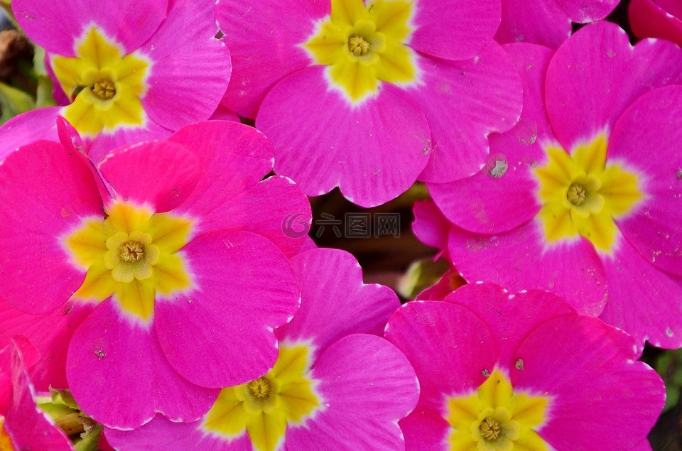 花,natur,花的