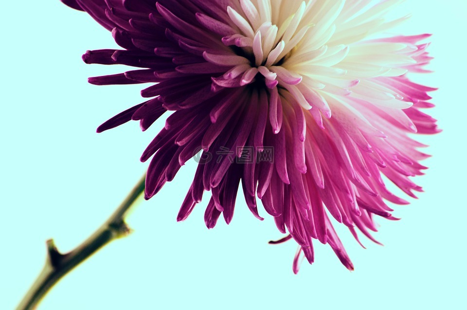 花,粉紅色,花瓣