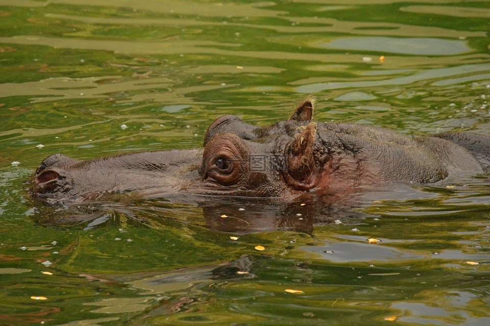 河馬,水,動(dòng)物園