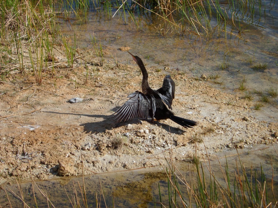 anhinga,水鳥,自然
