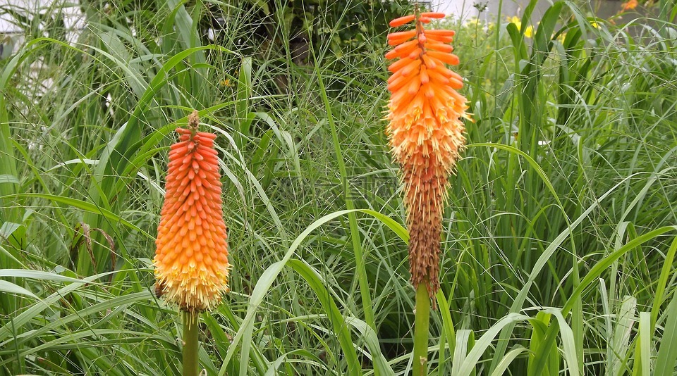 植物,鮮花,trytoma