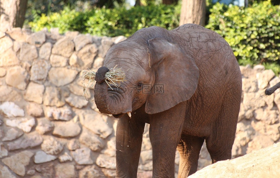 象,哺乳動物,野生動物