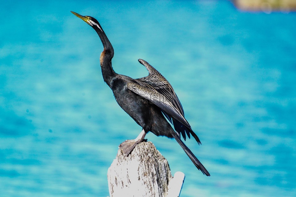 鳥(niǎo),蛇鳥(niǎo),堪培拉