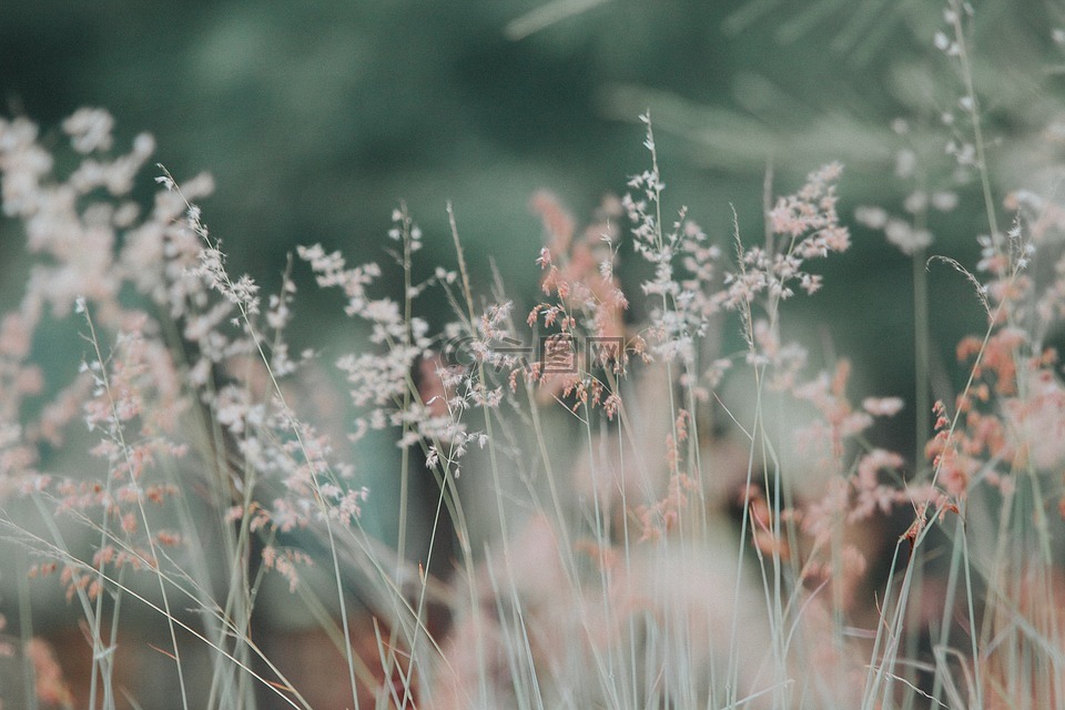 花,草,植物