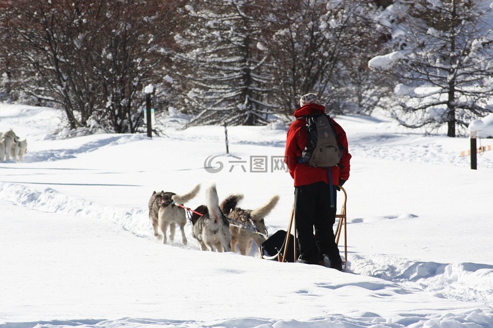 雪橇犬,queiras,雪