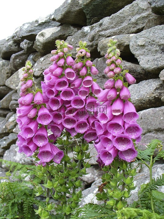 頂針,紫花洋地黃,花